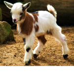 Laughing Goat