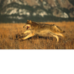 Wolves! Yay!