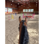 equine love !