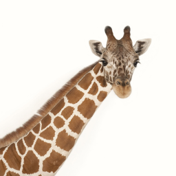 Giraffe World!