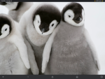 The animal penguin