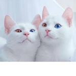 Xcats.girlsX