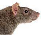 Rat Fried Cafe
