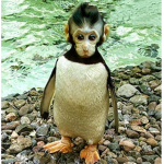 Monkey/Penguin Squad