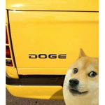 Da Doge Club