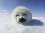 Sealy Army