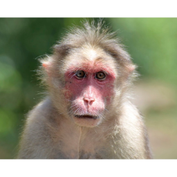 monkey obby