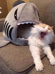 Gato nyan