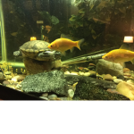 Sea animal club
