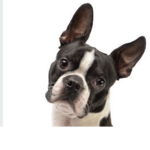 Sammygotpisy