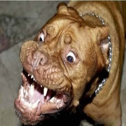 scary dog Roblox decal