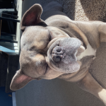 The French bulldogs -