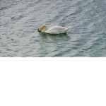Swans MSS