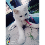 SICARIOS 7u7