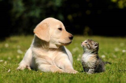 Cute Cat And Puppy Roleplay
