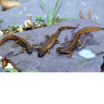 Newt City