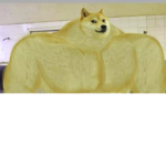 the DOGE next door