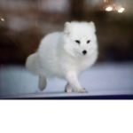 Arctic Foxes United Together