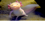 Axolotl Bud’s