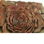 Pick A Rose!