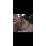 My cat s group