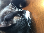 MAX CatZ