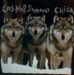 THE REAL WOLF PACK!!!!