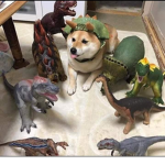 LOD DOGES
