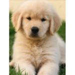 Do you love doggies?