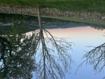 Cool Oilver