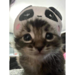 cutee
