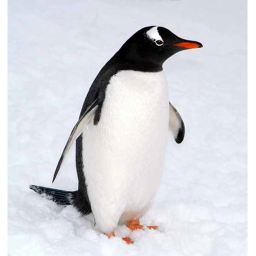 The penguin obby (NUKE UPDATE)
