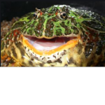 The bad blip Frogs :T