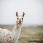 LLAMAS SHALL UNITE