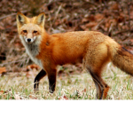 Foxy fox group