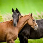 Horse paradise. Academy