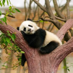 Pandabear Studio
