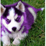 Purple buddies.