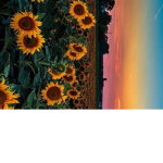 sunflower..vibezz