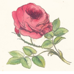 Thorns & Rosez