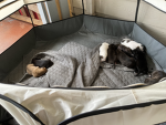 DOG CROUP