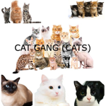 Cat Gang (cats)