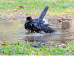 BATH CROW