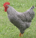 We heart chickens