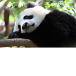 DEPRESSED PANDAS :c