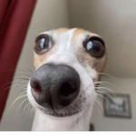 Pupie_like