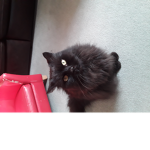 My cats group for people who love cats