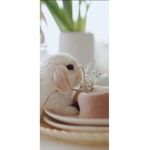 Bunny fan group...yum carrots!