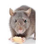 We are small rats and we want cheese