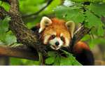 Red Rackoon